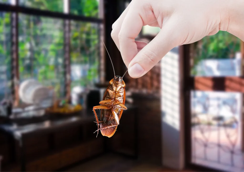 Blatte à Paris 5e morte