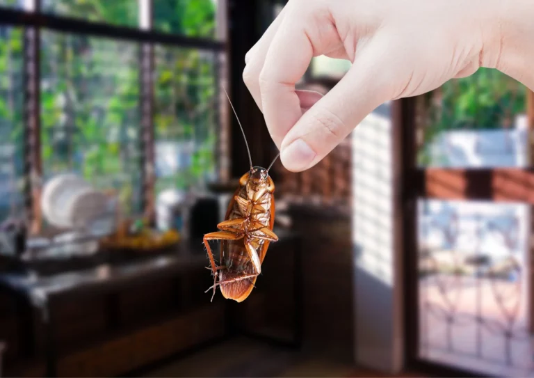 Blatte à Paris 5e morte