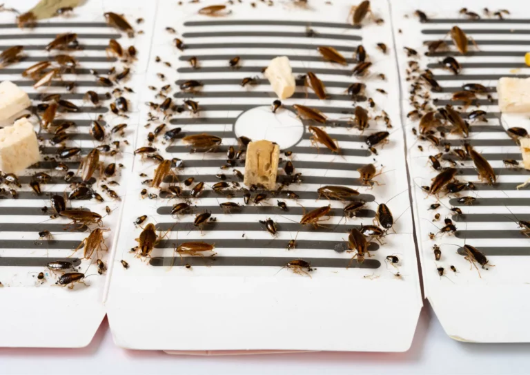 Piège glue cafard Paris 14e