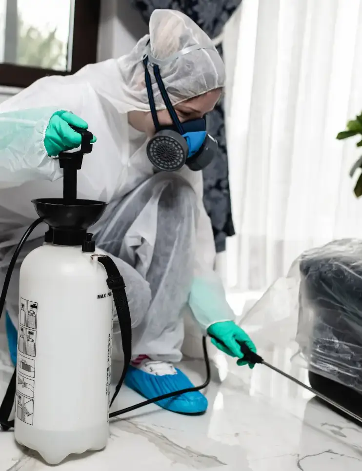 Paris sud nuisibles traitement cafards