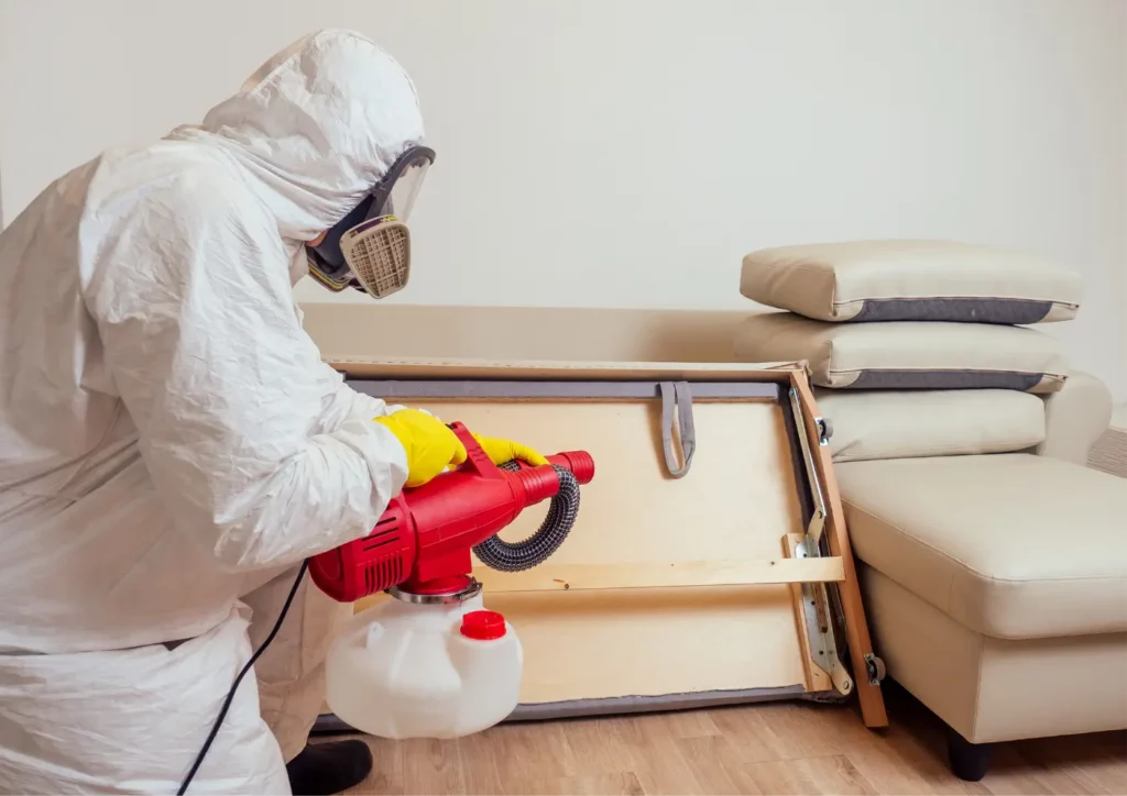 Paris sud nuisibles punaises de lit