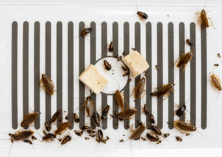 Cafards sur piège à Paris 5e
