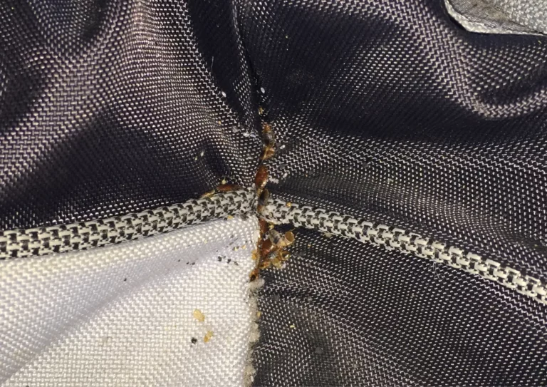 Invasion punaises de lit matelas à paris 5e